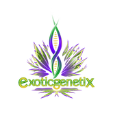 Exotic Genetix - Neon Sunshine