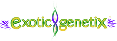 Exotic Genetix - Primetime