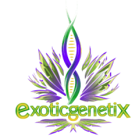 Exotic Genetix - Primetime