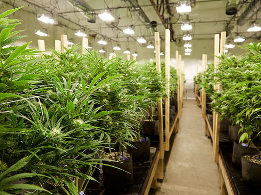 Comprehensive Guide to Setting Up a 5000 Square Feet Indoor Cultivation Facility